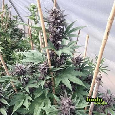 Gartenglück (F1 Fast Flowering) graines > Linda Seeds | NOS RECOMMANDATIONS DE GRAINES DE CANNABIS  |  Graines de Cannabis à prix bas