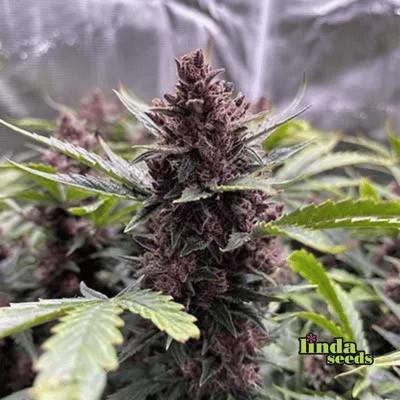 Gartenglück (F1 Fast Flowering) graines > Linda Seeds | NOS RECOMMANDATIONS DE GRAINES DE CANNABIS  |  Graines de Cannabis à prix bas