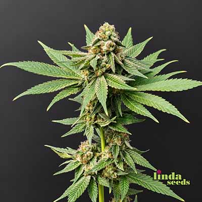 Gartenglück (F1 Fast Flowering) Seed > Linda Seeds | Cannabis seeds recommendations  |  Cheap Cannabis