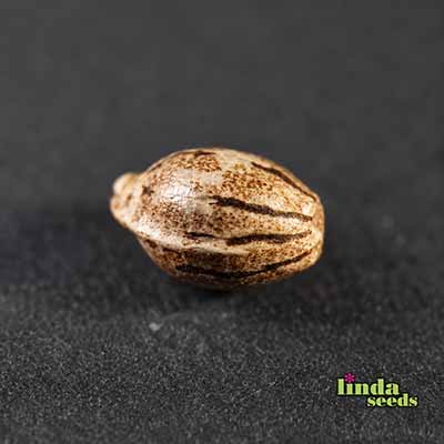 Gartenglück (F1 Fast Flowering) Seed > Linda Seeds | Cannabis seeds recommendations  |  Cheap Cannabis