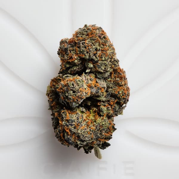 Gary Payton Samen > Sacred Terps | Feminisierte Hanfsamen  |  Sativa