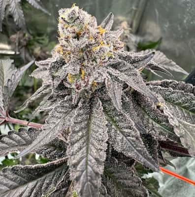 Gary Sherbert 4