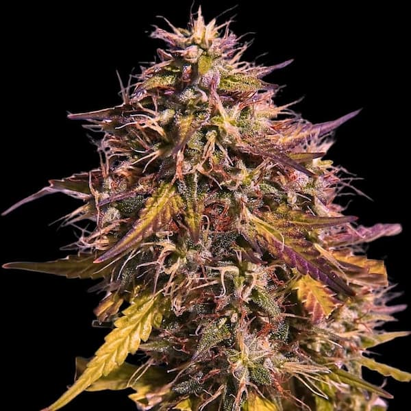 Gas Face > Empire Seeds | Feminized Cannabis   |  Hybrid