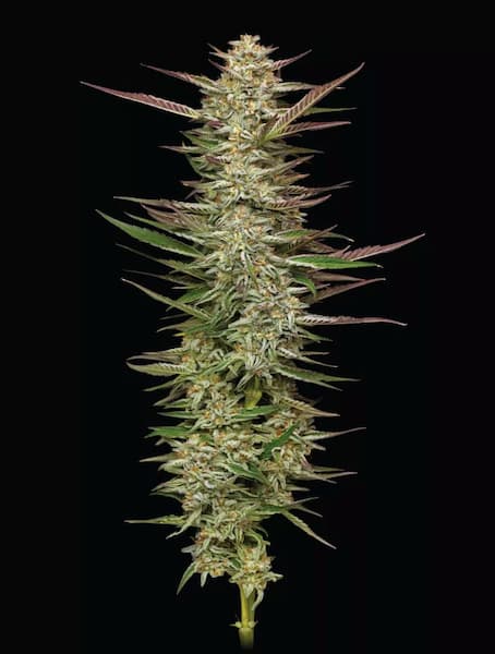 Gazzurple > Humboldt Seed Company | Graines Féminisées  |  Sativa