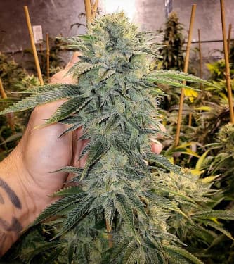 Geist OG Fast Flowering > Humboldt Seed Organisation