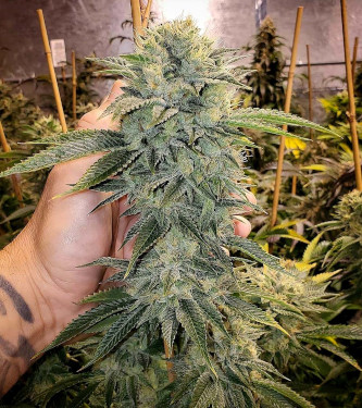 Geist OG Fast Flowering > Humboldt Seed Organisation | Feminisierte Hanfsamen  |  Indica