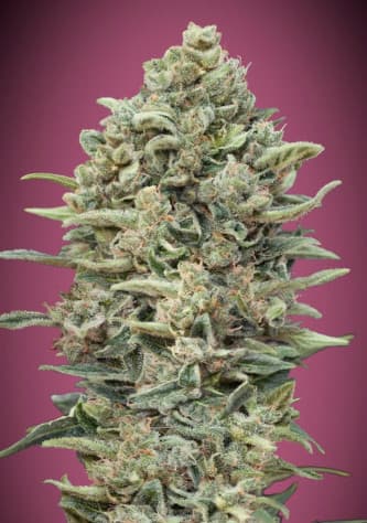 Gelato #33 Fast > Advanced Seeds | Feminized Marijuana   |  Indica