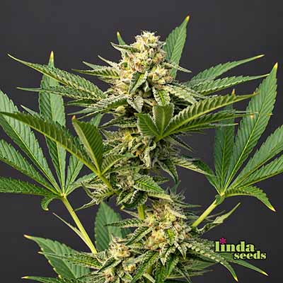 Gelato #33 Seed > Linda Seeds | Cannabis seeds recommendations  |  Cheap Cannabis