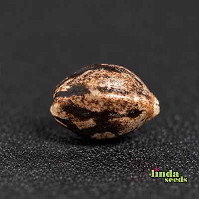 Gelato #33 Seed > Linda Seeds | Cannabis seeds recommendations  |  Cheap Cannabis