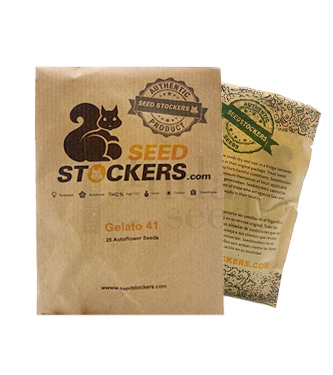 Gelato 41 Auto > Seed Stockers | Graines Autofloraison  |  Hybride