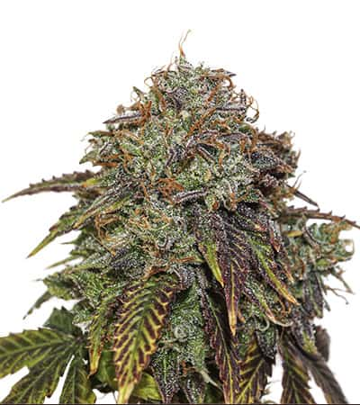 Gelato 41 Auto > Seed Stockers | Autoflowering Hanfsamen  |  Hybrid