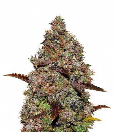 Gelato 41 > Seed Stockers | Feminisierte Hanfsamen  |  Hybrid