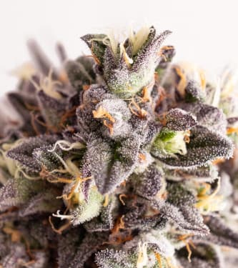 Gelato-K > Kannabia Seeds | Feminized Marijuana   |  Sativa