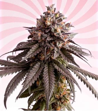 Gelato-K > Kannabia Seeds | Feminized Marijuana   |  Sativa