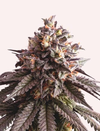 Gelato-K > Kannabia Seeds | Graines Féminisées  |  Sativa