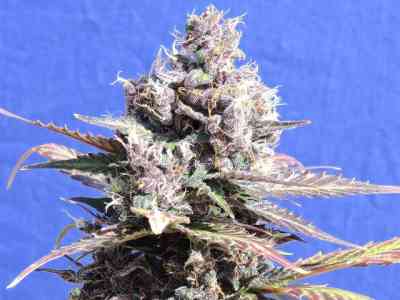 Gelato Seed > Original Sensible Seeds | Feminized Marijuana   |  Indica