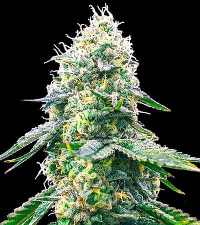 Gelato Samba Strain  Bulk Seed Bank ▷ THC >20% !!!