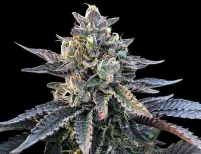 Gelato Sorbet Seed > DNA Genetics | Feminized Cannabis   |  Indica