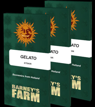Gelato > Barneys Farm | Feminisierte Hanfsamen  |  Indica