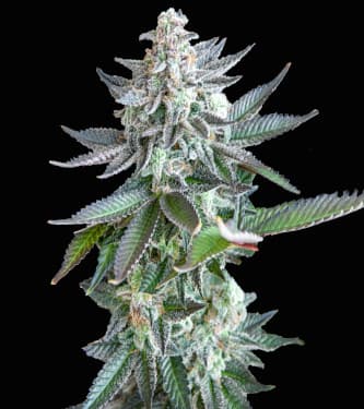 Hazenberg AM Auto - Buy Hypno Automatic Seeds at PEV