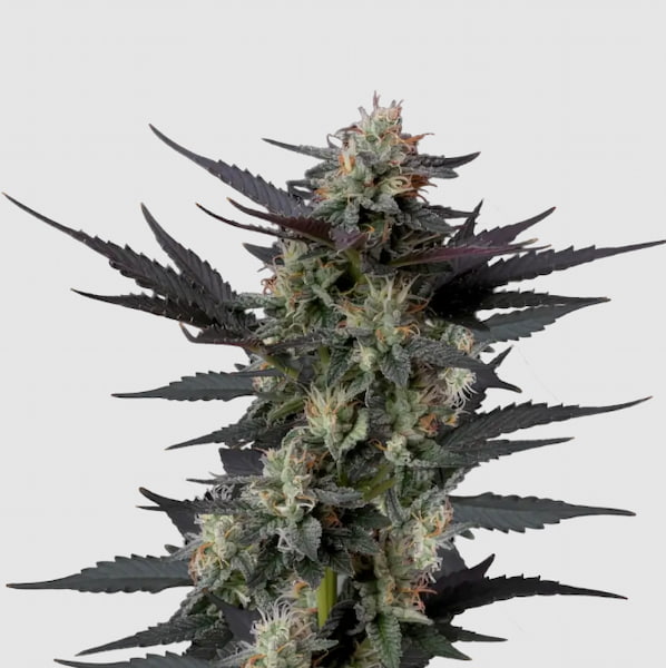 Gello Z Auto Samen > Growers Choice | Autoflowering Hanfsamen  |  Indica