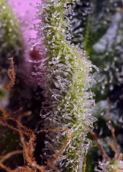 Gelonade > Sweet Seeds |