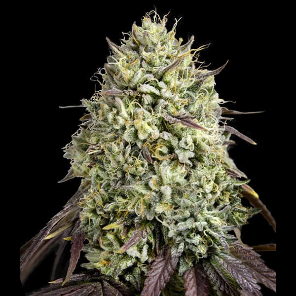 Georgia Pie Samen > Advanced Seeds | Feminisierte Hanfsamen  |  Hybrid