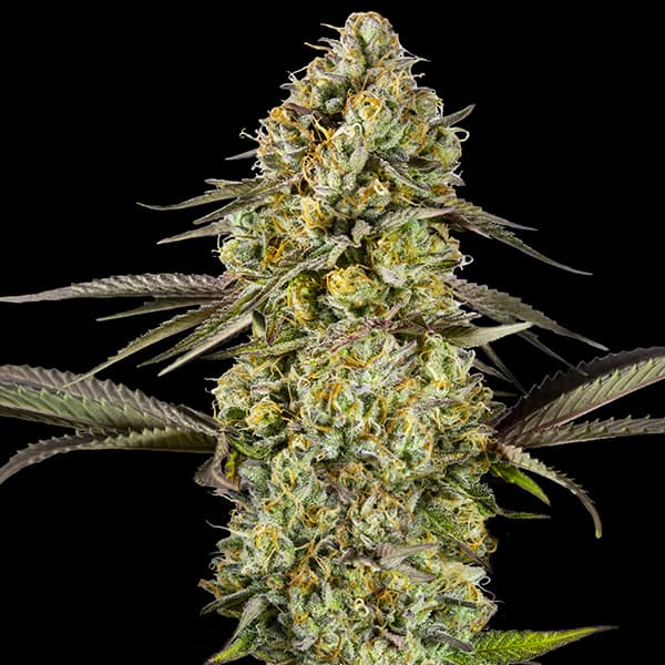 Georgia Pie Auto Seed > Advanced Seeds | Autoflowering Cannabis   |  Hybrid