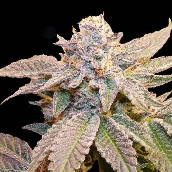 Geriza Seed > Bask Triangle Farms | Feminized Cannabis   |  Sativa