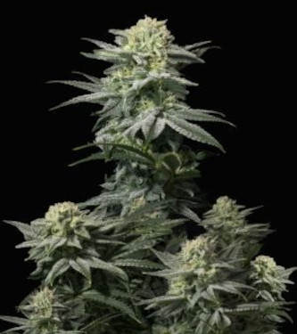 GG4 Sherbet Fast Flowering > Fast Buds Company | Graines Féminisées  |  Sativa