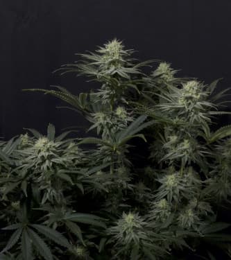 GG4 Sherbet Fast Flowering > Fast Buds Company | Feminized Marijuana   |  Sativa