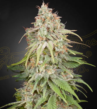 GH Amnesia > Green House Seed Company | Feminized Marijuana   |  hybrid