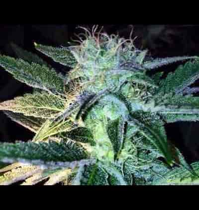 Ghost of LeeRoy > Rare Dankness Seeds | Semillas Regulares  |  Híbrido