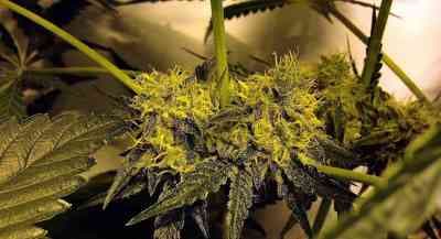 Ghost Train Haze #1 > Rare Dankness Seeds | Cannabis seeds recommendations  |  TOP 10 sativa strains