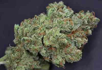 Ghost Train Haze #1 > Rare Dankness Seeds | Hanfsamen Empfehlungen  |  TOP 10 Sativa Cannabis-Sorten