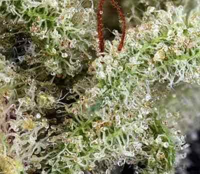 Ghost Train Haze #1 > Rare Dankness Seeds | Cannabis seeds recommendations  |  TOP 10 sativa strains