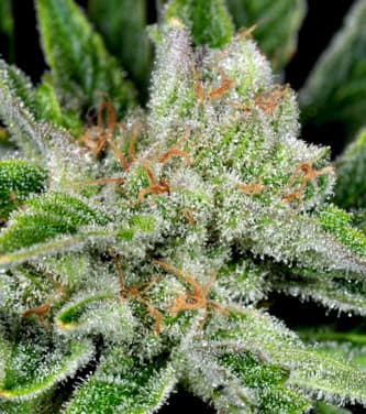 Ghost Train Haze #1 > Rare Dankness Seeds | Hanfsamen Empfehlungen  |  TOP 10 Sativa Sorten