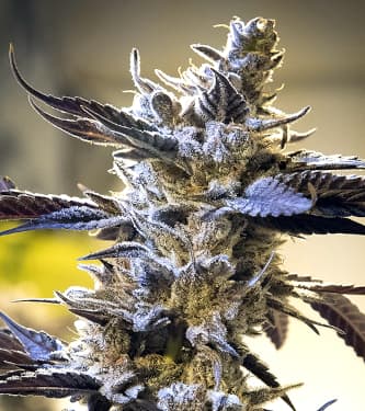 Ghost Train OG Auto > High Speed Buds | Autoflowering Cannabis   |  Hybrid