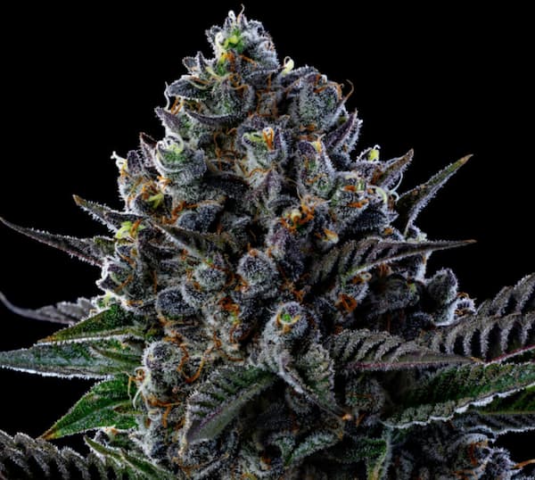 Giga Brain Auto semilla > Anesia Seeds | Semillas de marihuana autoflorecientes  |  Híbrido