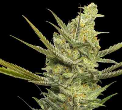 Gipsy Haze > Eva Female Seeds | Semillas feminizadas  |  Sativa