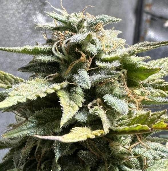 Giraffe Puzzy x Runtz Seed > Ripper Seeds | Feminized Cannabis   |  Indica