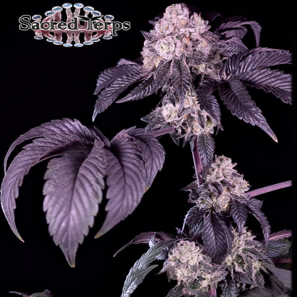 Giraffe Puzzy Seed > Sacred Terps | Feminized Cannabis   |  Hybrid