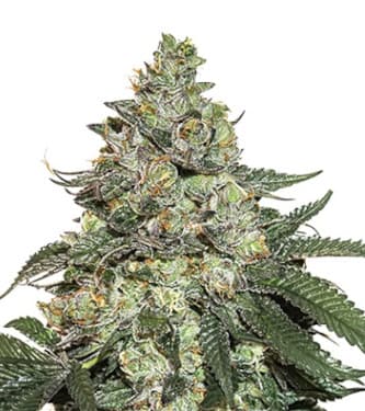 Girl Scout Cookies Auto > Seed Stockers | Graines Autofloraison  |  Indica