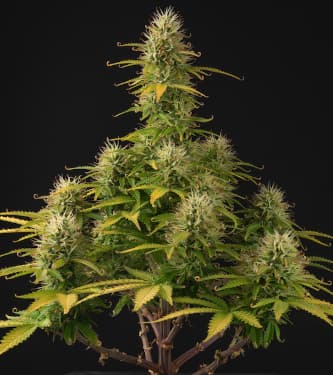 Girl Scout Cookies Auto > Seed Stockers | Autoflowering Hanfsamen  |  Indica