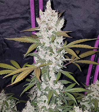 Girl Scout Cookies > Fast Buds Company | Semillas autoflorecientes  |  Híbrido