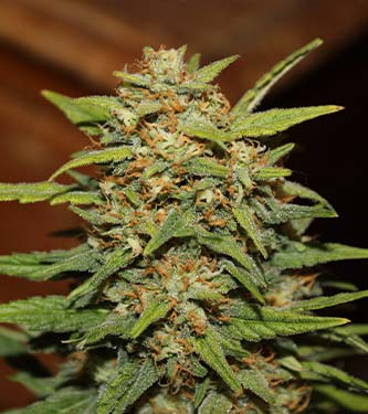 Girl Scout Cookies > Fast Buds Company | Semillas autoflorecientes  |  Híbrido