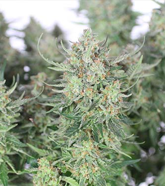 Girl Scout Cookies > Fast Buds Company | Semillas autoflorecientes  |  Híbrido