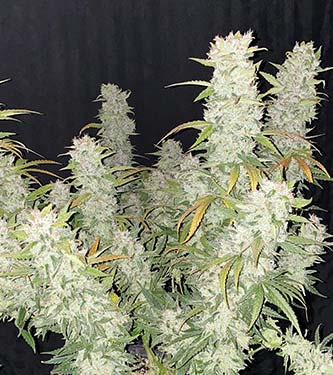 Girl Scout Cookies > Fast Buds Company | Autoflowering Cannabis   |  Hybrid