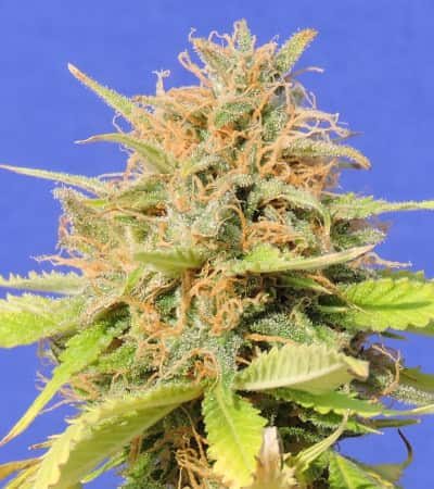 Girl Scout Cookies Auto > Original Sensible Seeds | Autoflowering Cannabis   |  Indica