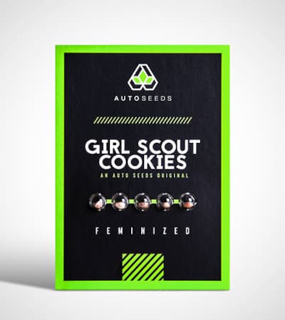 Girl Scout Cookies Auto > Auto Seeds | Autoflowering Hanfsamen  |  Hybrid